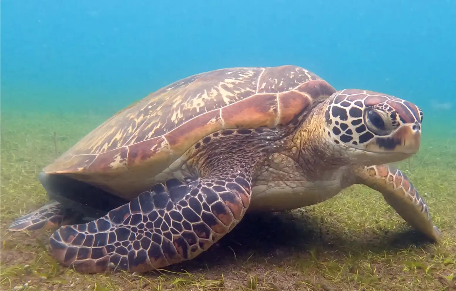 Green sea turtle - La Tortue muck site - 3m